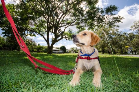 介助犬